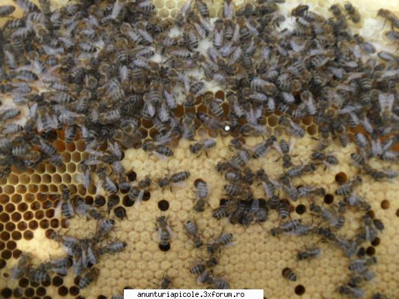 vand matci selectionate. - Pentru ca am fost multumit de calitatea matcilor - VANZARI MATERIAL BIOLOGIC