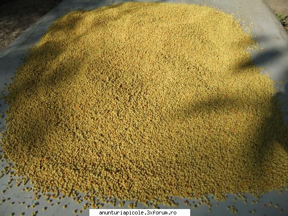vand polen 125 kg 40 lei/kg - vand polen 200 kg, 40 lei/kg , jud. Bihor, com - VANZARI PRODUSE APICOLE