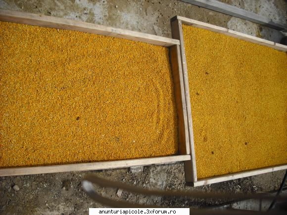 vand polen crud - ady_ceanea - VANZARI PRODUSE APICOLE