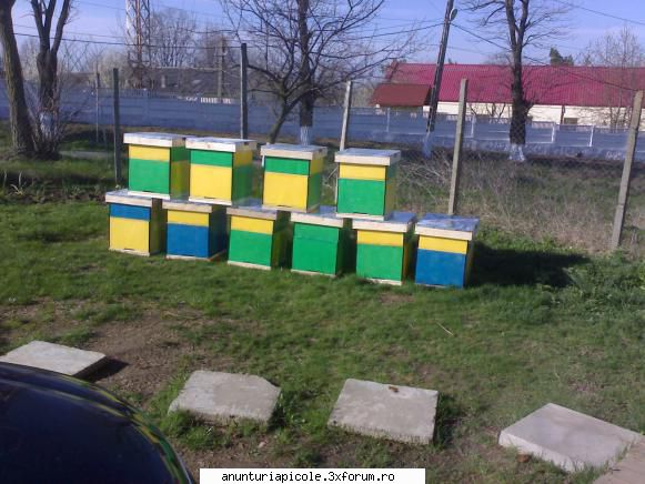 vand stupi noi si ieftini 90 ron - nu cainele nu ieste de vanzare - VANZARI ECHIPAMENTE APICOLE