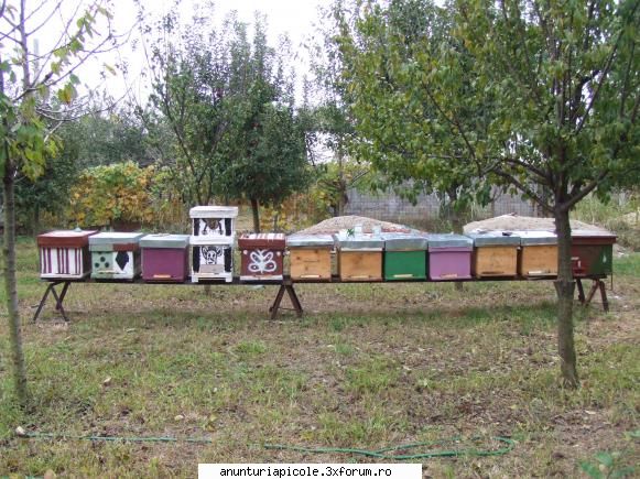 vand stupi sh 50 lei in primavara - vreau sa trec pe alt tip de stup lomota - VANZARI ECHIPAMENTE APICOLE