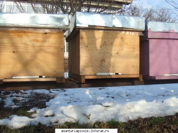 vand stupi sh 50 lei in primavara - la interior au marime stas laturile - VANZARI ECHIPAMENTE APICOLE