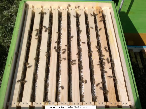 vanzare roiuri sau familii - vand 200 roiuri ,matca selectie minim 5 sau 6 - VANZARI MATERIAL BIOLOGIC
