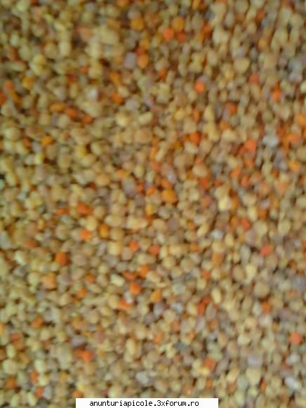 vind polen - Vand apr.300kg polen crud congelat productie 2013 - VANZARI PRODUSE APICOLE